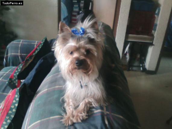 La foto del perro
