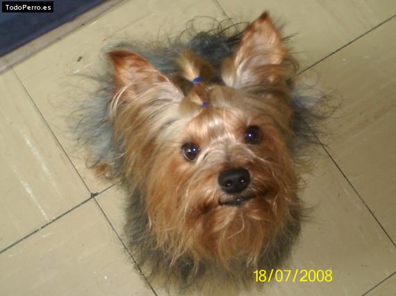 La foto del perro
