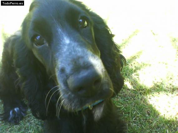 La foto del perro