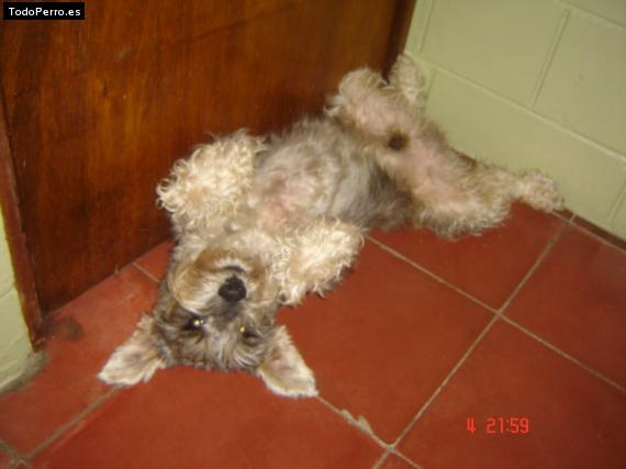 La foto del perro