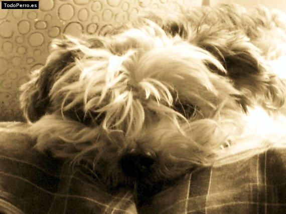 La foto del perro