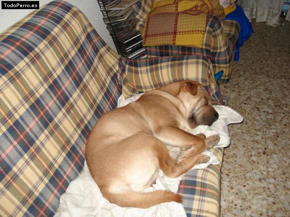La foto del perro