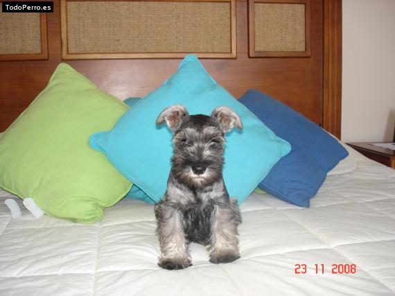 La foto del perro