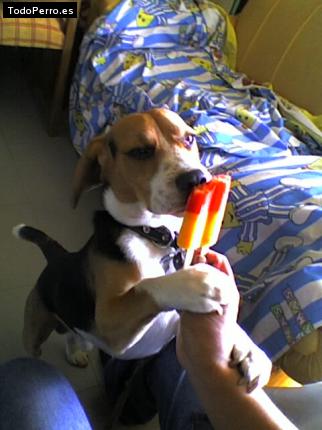 La foto del perro