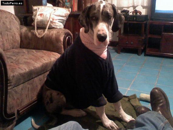 La foto del perro
