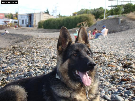 La foto del perro