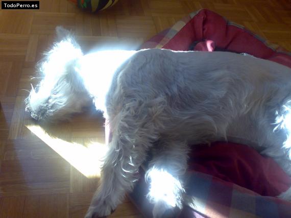 La foto del perro