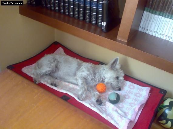 La foto del perro