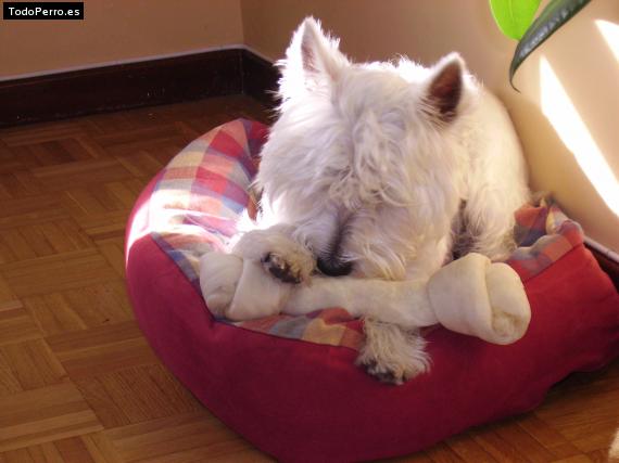 La foto del perro