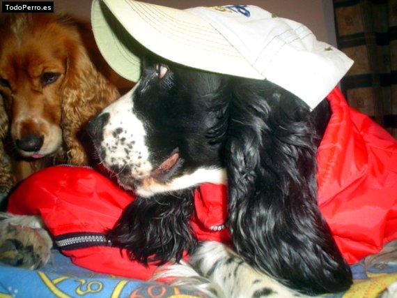 La foto del perro