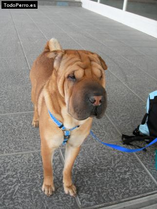 La foto del perro