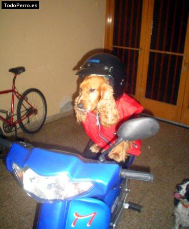 La foto del perro
