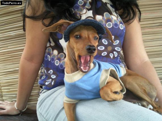 La foto del perro