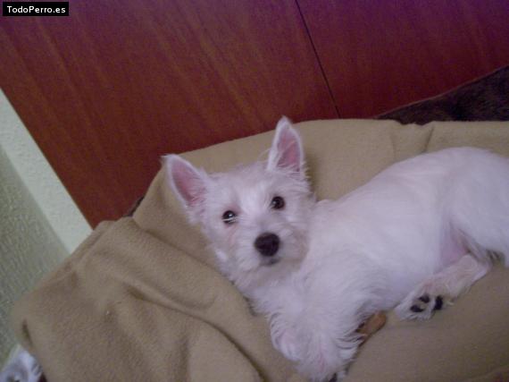 La foto del perro