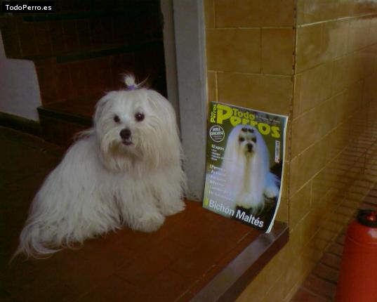La foto del perro