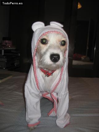 La foto del perro