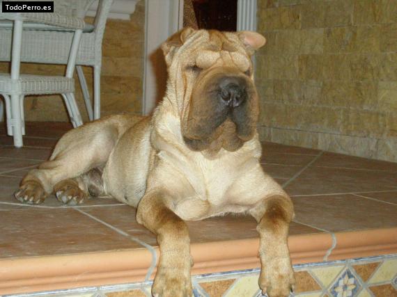 La foto del perro