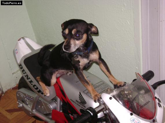 La foto del perro