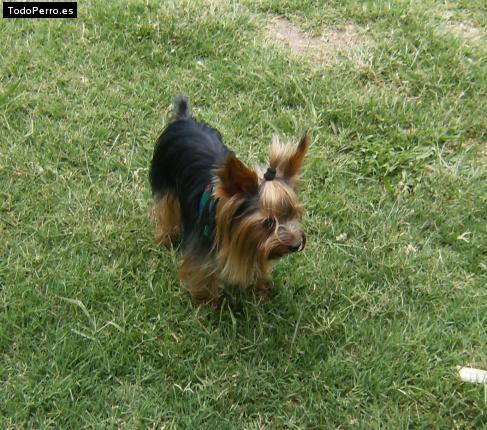 La foto del perro