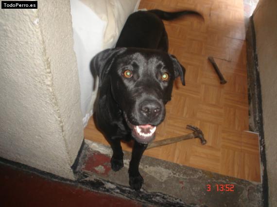 La foto del perro