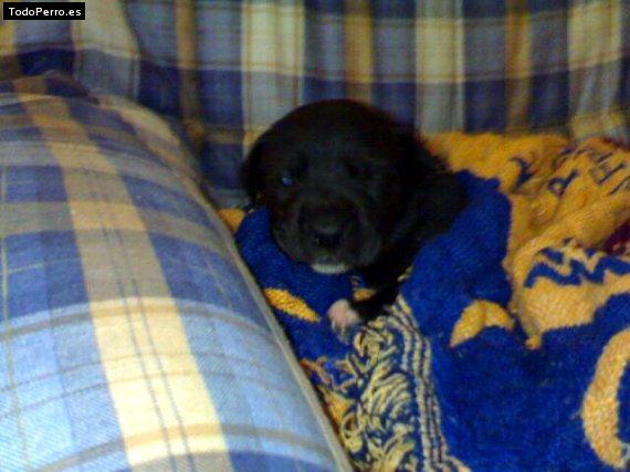 Foto del perro Neron