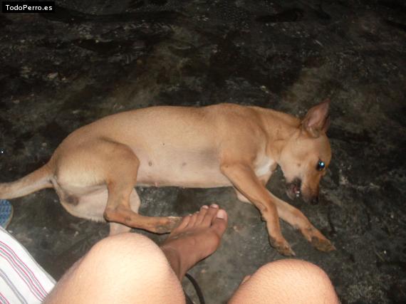 La foto del perro