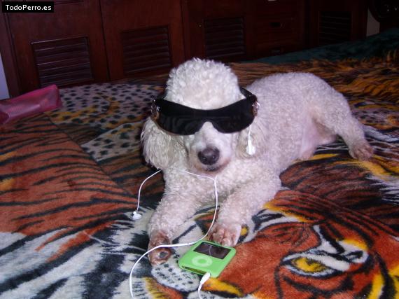 La foto del perro