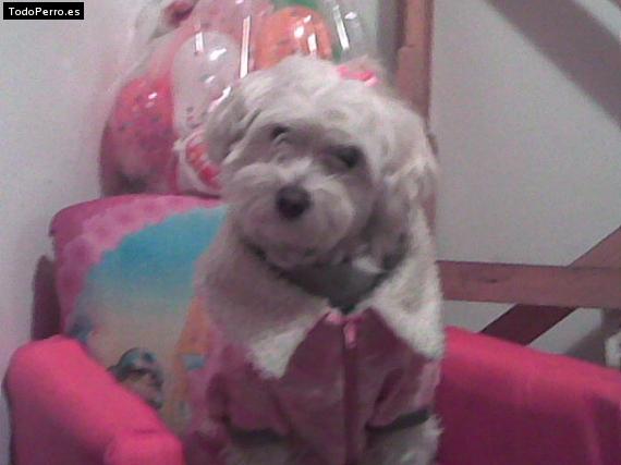 La foto del perro