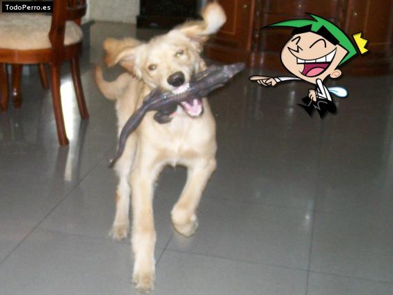 La foto del perro