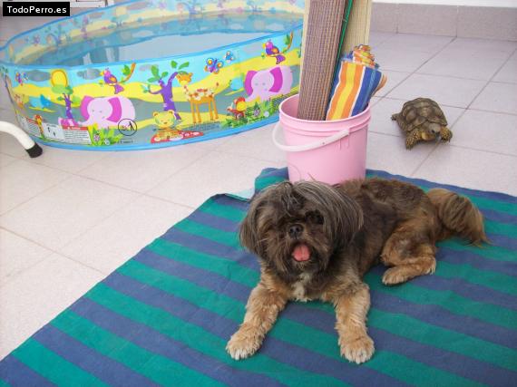 La foto del perro