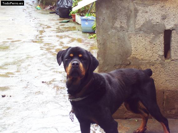 La foto del perro