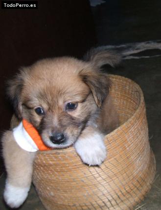 Foto del perro Rocco