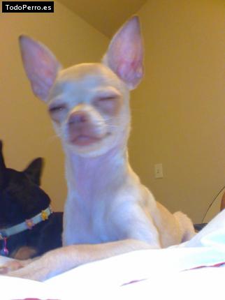 La foto del perro