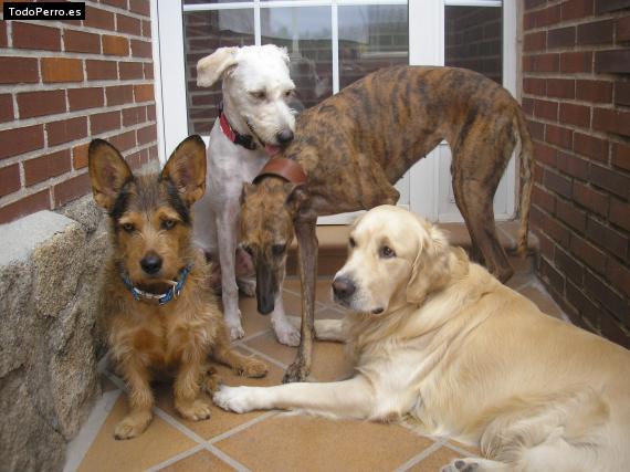 La foto del perro