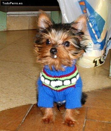 La foto del perro