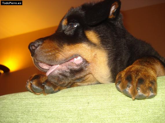 La foto del perro