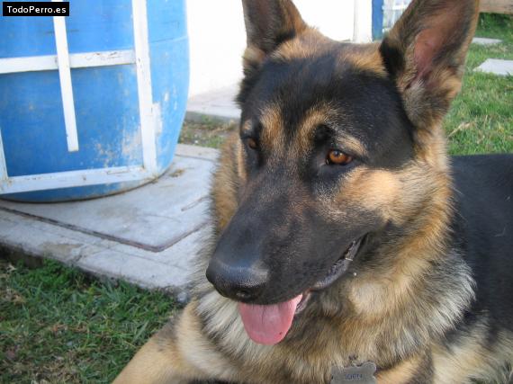 La foto del perro