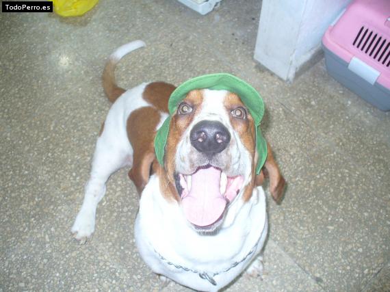 La foto del perro