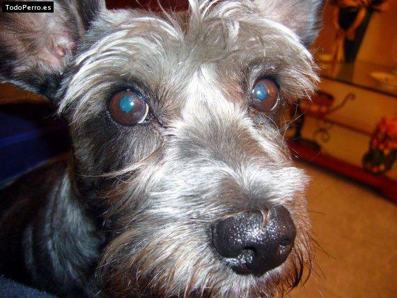 La foto del perro