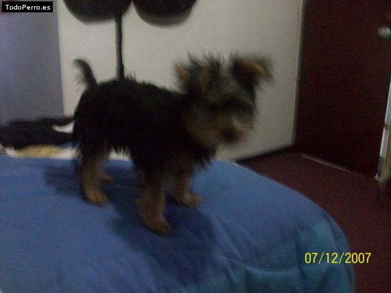 La foto del perro
