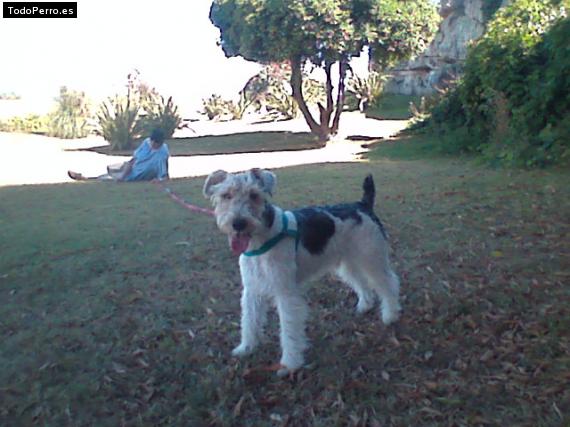 La foto del perro