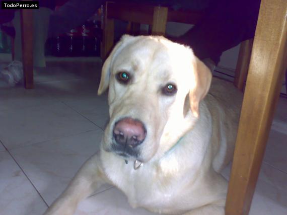 La foto del perro