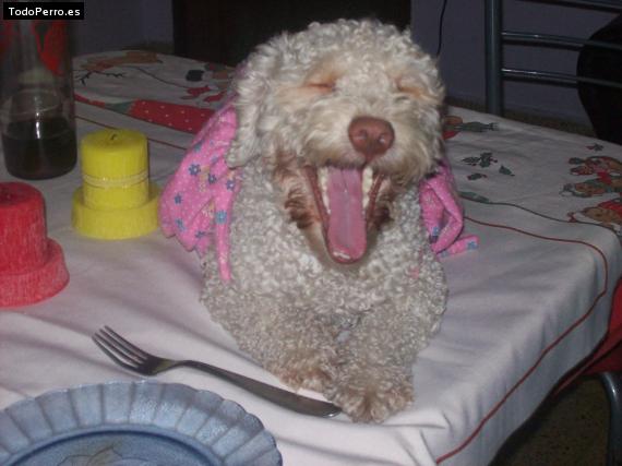 La foto del perro
