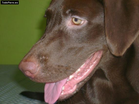 La foto del perro