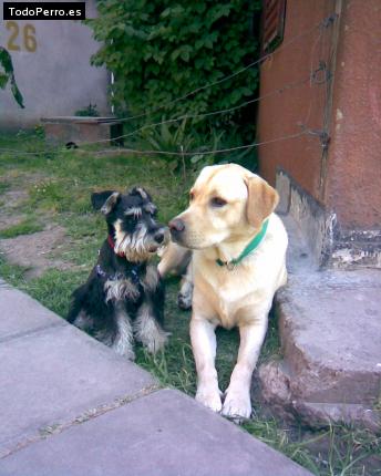 La foto del perro