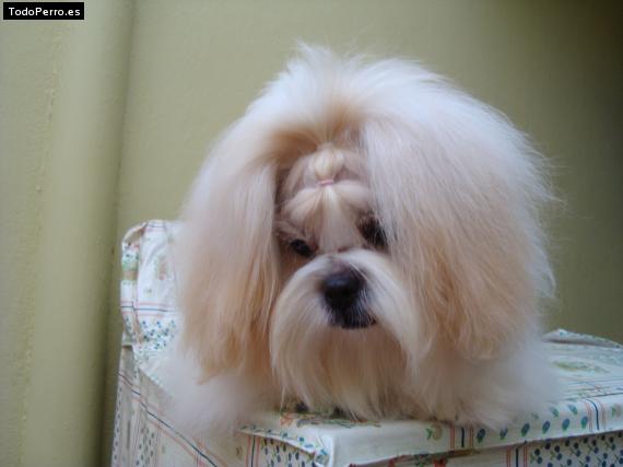 La foto del perro