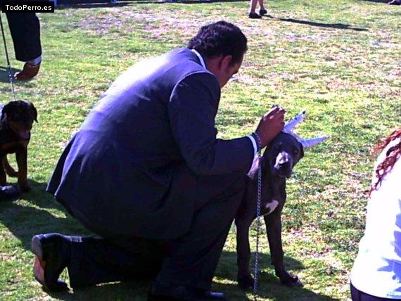 La foto del perro