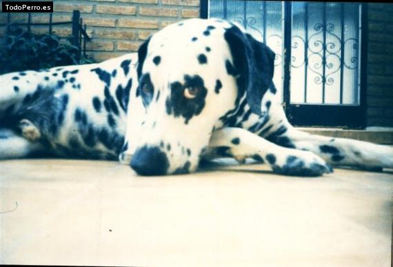 La foto del perro