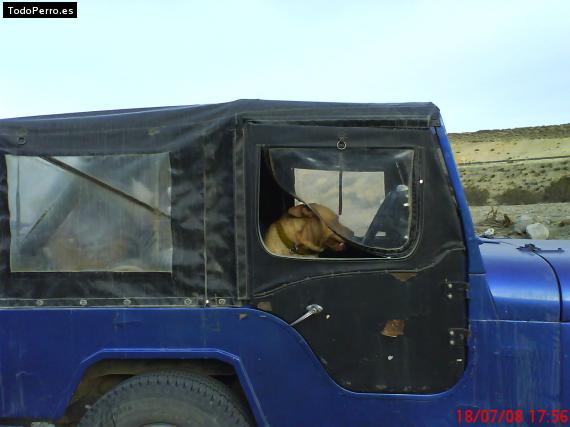 La foto del perro
