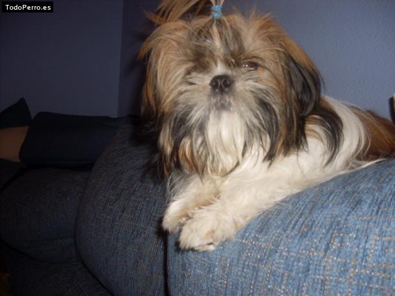 La foto del perro